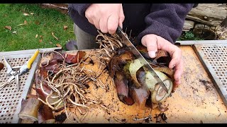 Ensete Maurelii Red Banana Propagation [upl. by Dlabihcra490]