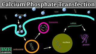 Calcium Phosphate Transfection  Calcium Phosphate Method Of Gene Transfer  Types Of Transfection [upl. by Ittocs139]