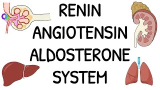 Renin Angiotensin Aldosterone System RAAS  Simple and easy to understand [upl. by Ravert]