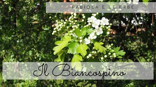 Fabiola e le erbe il biancospino [upl. by Femi]