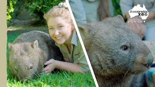 Wow Elle the Wombat is 3  Australia Zoo Life [upl. by Odilia]