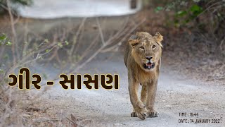 Sasan Gir Gujarat  lion  jungle king [upl. by Hardden]