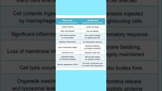 Apoptosis vs Necrosis in short biology cellbiology [upl. by Darreg]