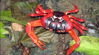 Facts The Christmas Island Red Crab [upl. by Reinnej]