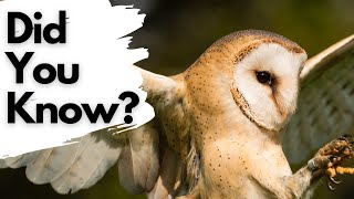 Things you need to know about BARN OWLS [upl. by Anastatius]