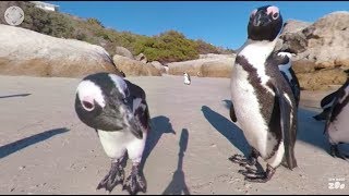 360 VR Penguins in South Africa [upl. by Prima]