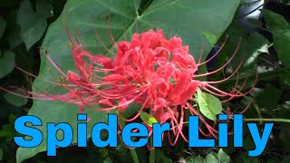 Spider Lily Red Lycoris radiata Garden Landscape Bulb Flower  Channel James Plosko [upl. by Hairu]