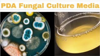 Potato Dextrose Agar PDA Composition and Uses [upl. by Hgeilyak]