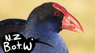 Pukeko  New Zealand Bird of the Week [upl. by Hale]