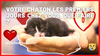 POUR VOTRE CHATON LES PREMIERS JOURS que faire au mieux [upl. by Vetter946]