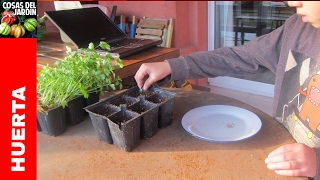 Como germinar semillas de Perejil y Cilantro  Transplante y Cuidados cosasdeljardin [upl. by Harday705]