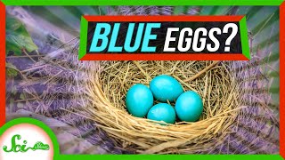 What’s Up With Those Bright Blue Eggs [upl. by Ganley646]