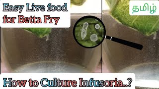 Everything about Infusoria Culture  How to culture infusoria at home தமிழ்  Dorsal Fin [upl. by Sarazen]