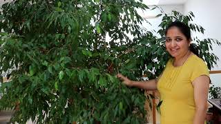 How to Prune Indoor Plant Ficus BenjaminaWeeping Fig and Grow New Plants from the Pruned Branches [upl. by Labotsirhc611]