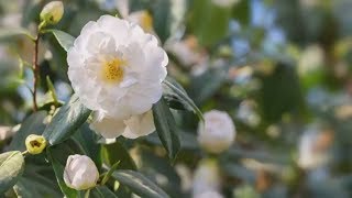 How to Grow Camellias  Mitre 10 Easy As Garden [upl. by Lachlan237]