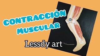 Contracción muscular [upl. by Deedee974]