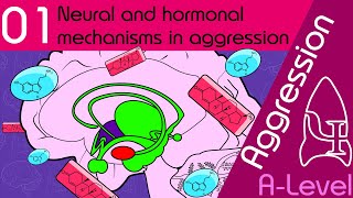 Neural and Hormonal  Aggression AQA ALevel Psychology [upl. by Nrehtak]