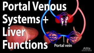 Portal Venous Systems Hepatic Portal System and Liver Functions Animation [upl. by Justicz395]