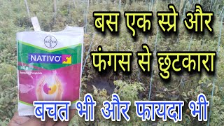 Nativo fungicide । Bayer nativo । नेटिवो [upl. by Aderf]