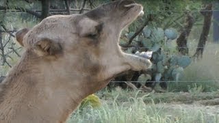 Nessie the camel does her morning routine [upl. by Brier]