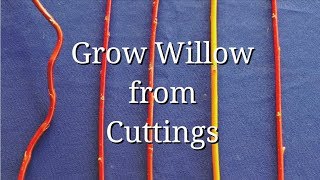 Grow WIllow from Cuttings dogwood too [upl. by Elysee]