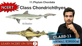 Class Chondrichthyes  Phylum Chordata  Class11 Bio NCERT On Tips  Mnemonics Inside the video🔥 [upl. by Llerrehs162]