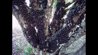 Poda da Jabuticaba em Vaso [upl. by Auqenehs]