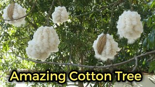 Amazing Cotton Tree Bombax cieba  How cotton tree produces cotton [upl. by Kiyoshi]