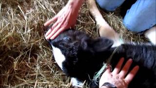 How to Dehorn a Calf using Cauterization [upl. by Soren]