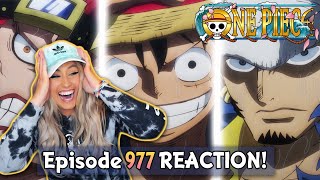 KID LUFFY AND LAW BRING THE HEAT 🔥To Onigashima  One Piece Episode 977 Reaction  Review [upl. by Brenner]