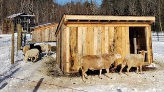 Breeding our Katahdin sheep for the first time [upl. by Sheridan]