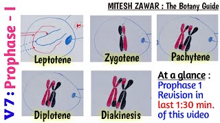 Prophase 1  Leptotene Zygotene Pachytene Diplotene and Diakinesis  Stages of Prophase 1 [upl. by Aleda]