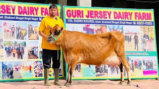 🔥🔥Competition level HFJersey Cow available for sale  All India delivery [upl. by Jovia]