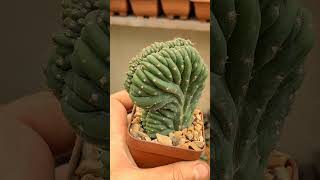 trichocereus pachanoi cristata suculentas plantassuculentas [upl. by Lenehc]