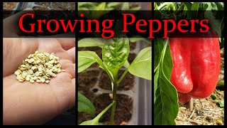 Growing Peppers Part 1 of 3  The Definitive Guide [upl. by Viviane904]