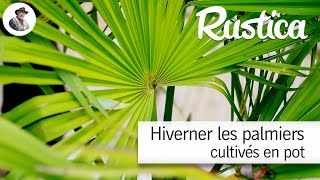 Hiverner les palmiers cultivés en pot [upl. by Oicnedurp257]