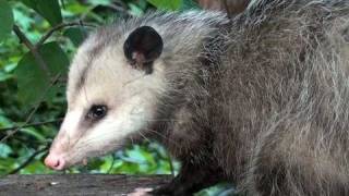 Virginia Opossum  HD MiniDocumentary [upl. by Alper]