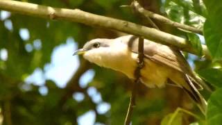 Pájaro Bobo Menor Coccyzus minor  Mangrove Cuckoo [upl. by Sonja]