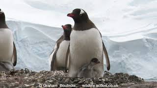 Hungry Gentoo Penguin chicks [upl. by Batruk876]