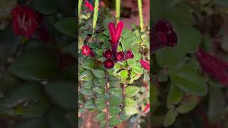 Lipstick Plant  Aeschynanthus Radicans Jack Hanging plant [upl. by Lenneuq]