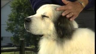 Great Pyrenees  AKC Dog Breed Series [upl. by Retsehc]