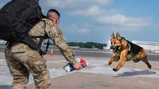 Most Heartwarming Dog Reunions with Their Owners That Will Touch Your Heart ❤️ [upl. by Ratcliff]