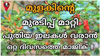 മുളക് കാട് പോലെ വളരും  Kanthari mulaku krishi in malayalam  Pachamulaku krishi tips  Prs Kitchen [upl. by Emelen726]