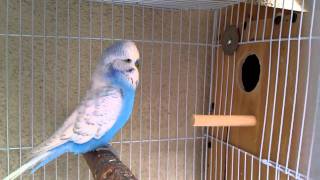 English Budgie Breeding Pair 3 [upl. by Lathan990]