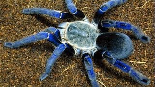 Top 10 Most Venomous Spiders [upl. by Leruj]