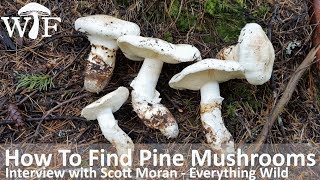 How To Find Pine Mushrooms  Foraging For Matsutake In British Columbia Canada [upl. by Adnuhsal]