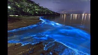 A GlowInTheDark Beach In The Maldives [upl. by Riatsala]