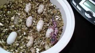 Leopard Gecko Eggs and Hatchlings [upl. by Anada]