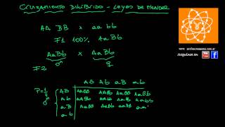 Leyes de Mendel cruzamiento dihíbrido explicación [upl. by Arbed]