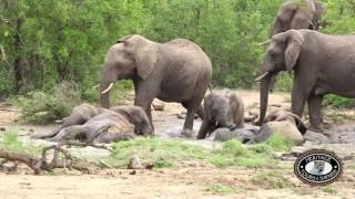 Elephants Swimming Hluhluwe Imfolozi Park [upl. by Tita]